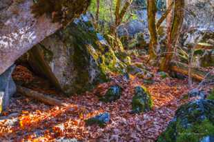 Autumn in the forest-5791.jpg Autumn in the forest-5791.jpg